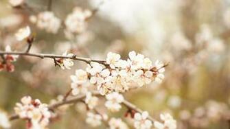 White Flower Background Wallpaper Creatives