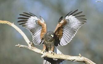 Youwall Falcon Wallpaper Photo