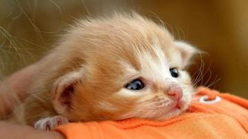 Baby Cats Kittens Cutest Cute