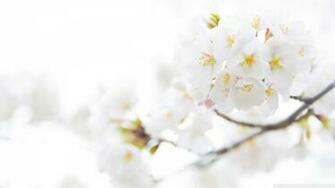 New Lovely White Flowers Image Wallpaper Risewlp