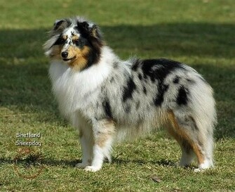 Shetland Sheepdog Pc Desktop Wallpaper Dog Breeds Picture