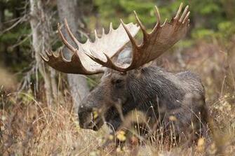Moose Computer Wallpaper Desktop Background Id