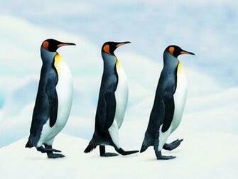 Penguin Screensaver Screensavers