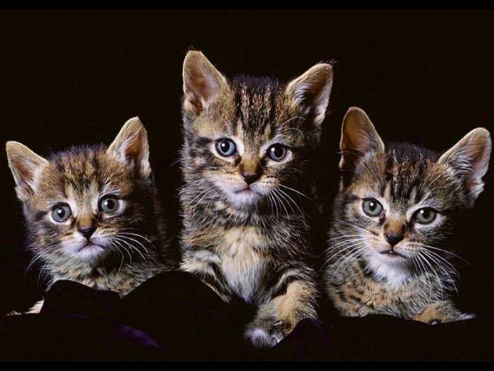 Animal Screensaver Screensaverfine