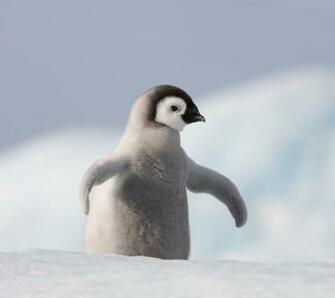 Cute Penguins Mighty Pictures