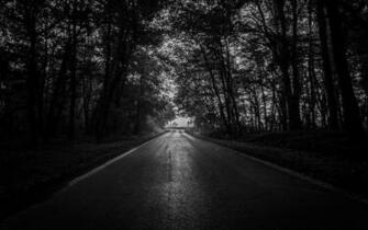 Wallpaper Road Trees Bw Dark Forest 4k