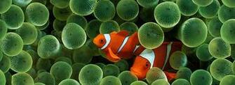 Wallpaper Der Woche Clown Fish Ste7130 Apple
