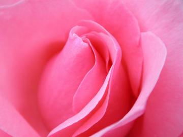 Beautiful Flower Wallpaper For Your Desktop Pictures