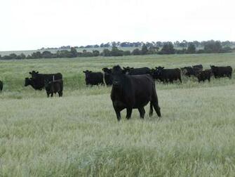 Top Beef Cattle Breeds Wallpaper