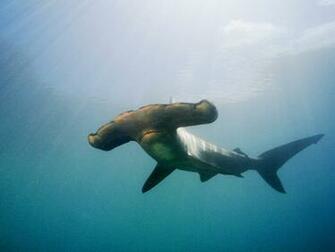 Hammerhead Shark Wallpaper And Image