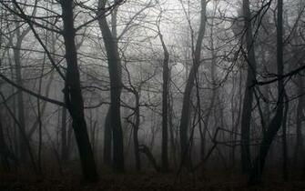 Forest HD Wallpaper Background Image