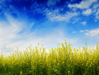 Mustard Flowers Field Wallpaper Romney S Unethical Mediscare No