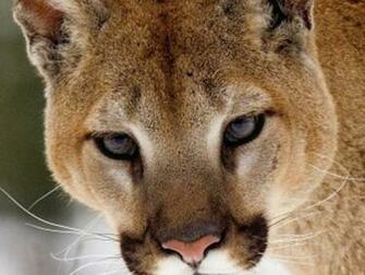 Mountain Lion Wallpaper HD Animal S Wallpapergeeks