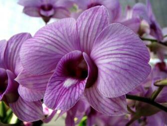 Purple Orchids Wallpaper HD