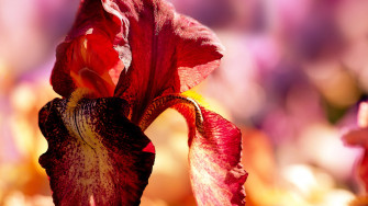 Bearded Iris Flower 7xrmztnojbyg6vx4 Wallpaper