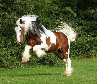 Clydesdale Wallpaper