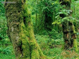 Nature Canada British Columbia Vancouver Island Picture Nr
