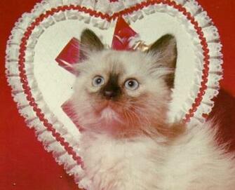 Gatito De San Valent N Fondo Pantalla