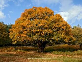 Oak Tree Wallpaper X Net