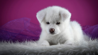 Akita Puppy Cute Lying White Wallpaper