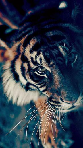 Cool Wallpaper Of Tigers Image