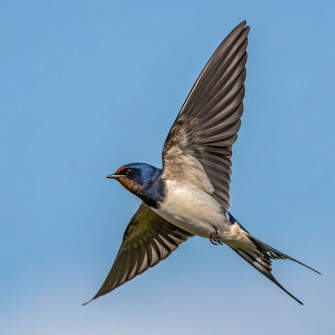 The Swallow Bird Wallpaper