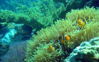 Under The Sea Wallpaper