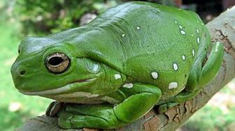 Amphibians Wallpaper