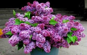 HD Lilac Wallpaper