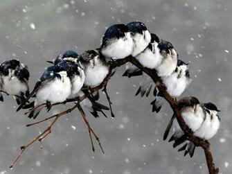 Colorful Bird Desktop Background Birds In Rain One HD Wallpaper