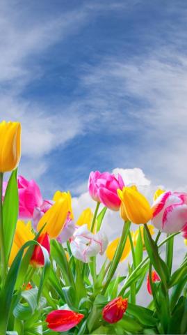 Pretty Tulips