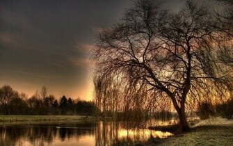 Weeping Willow Sunset Wallpaper