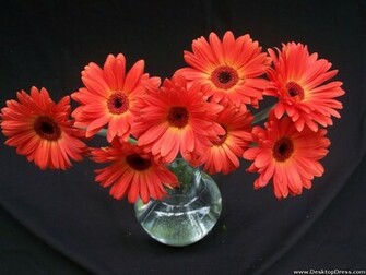 Desktop Wallpaper Flowers Background Gerbera Daisies Red