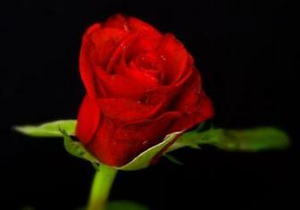 Rose Flowers Wallpaper Pictures Of Yellow Flower