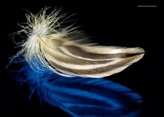 Beautiful Wallpaper For Desktop Feather HD