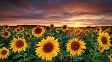 Sunflower Computer Wallpaper Group