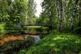 Wallpaper St Petersburg Russia Nevsky Forest Park Birch Nature