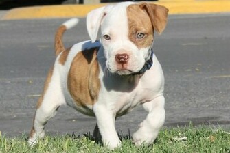 Pitbull Razas De Perrosconnect My Dog