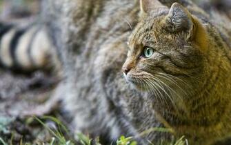 Cat Wallpaper