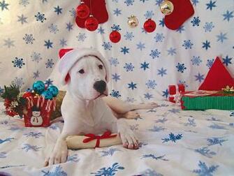 Cute Charming Funny Festive Image Of The Dogo Argentino