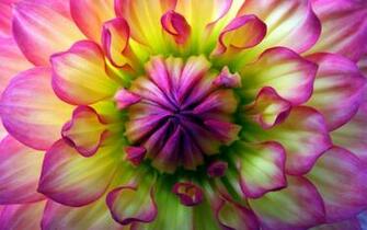 Flowers HD Wallpaper Screenshot