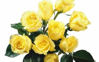 Yellow Roses Wallpaper HD