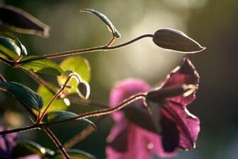 Clematis Wallpaper By Weirdfish2