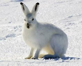 Arctic Hare Wallpaper Animal Lovers