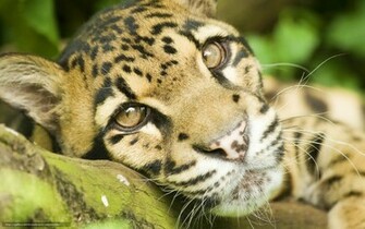 Wallpaper Clouded Leopard Snout Mustache Desktop