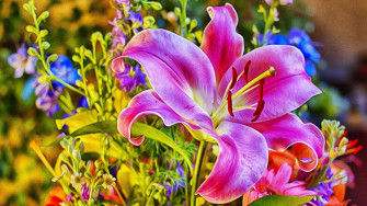 Flower Lily Wallpaper HD