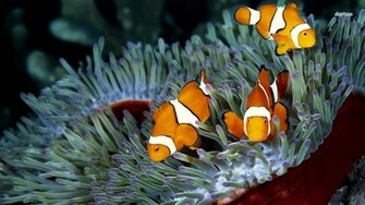 Przegl Daj Kolecj Ryby Zwierz Ta Clownfish