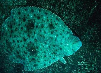 California Halibut Photos And Wallpaper Nice