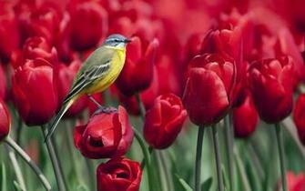 Bird Flowers