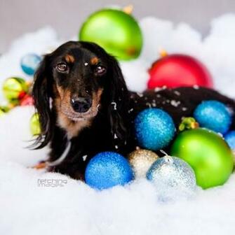 Christmas Dachshund